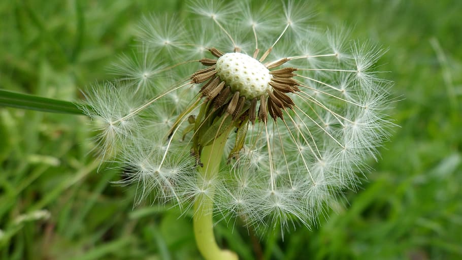 macro, nature, dandelion, close, plant, macro photography, blossom HD wallpaper
