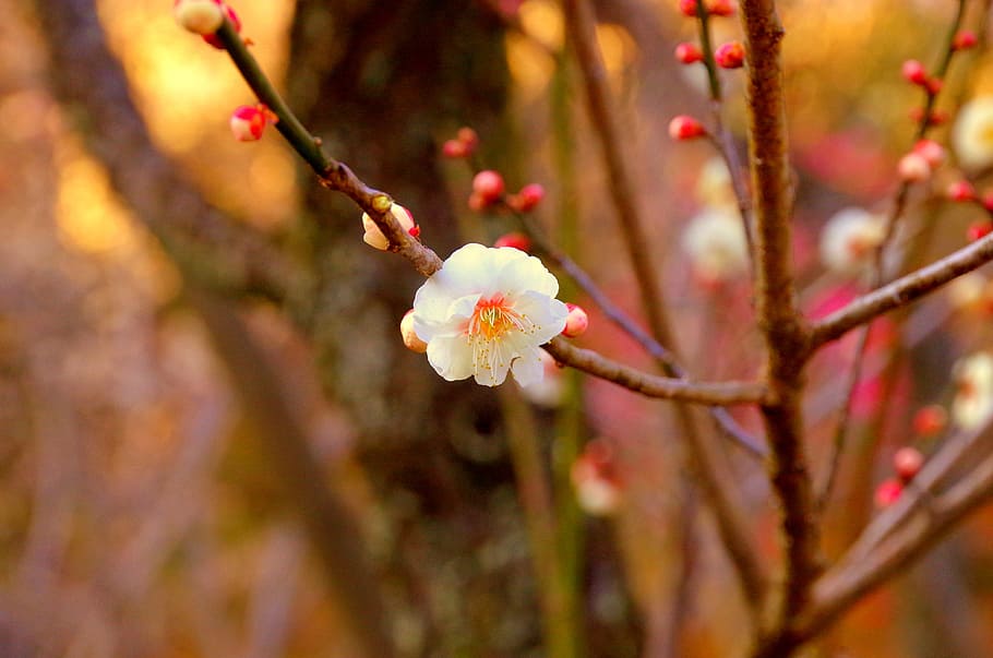 Plum, Japan, Flowers, Natural, white flowers, plum blossoms, HD wallpaper