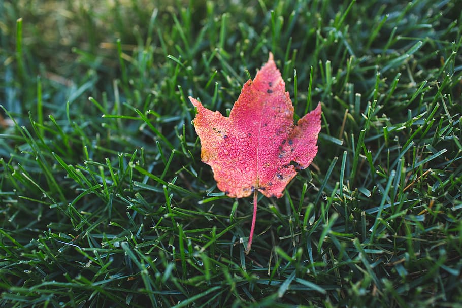 closeup photo of a red maple leaf on grass, ground, fall, autumn HD wallpaper
