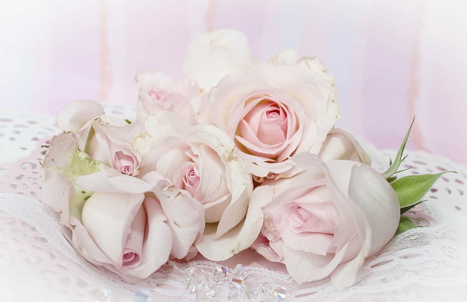 pink rose flower, roses, romantic, background, dusky pink, vintage, HD wallpaper