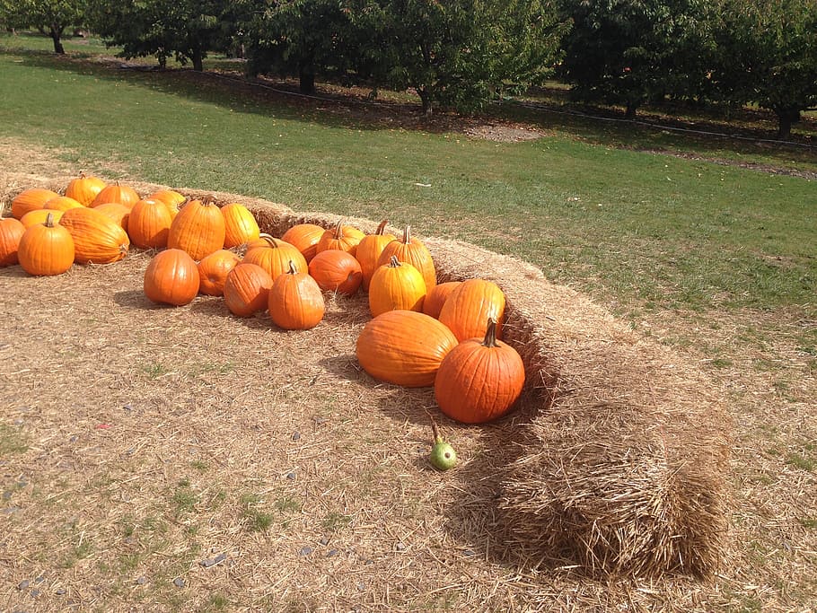 pumpkin, autumn, hay, pumpkin patch, halloween, thanksgiving HD wallpaper