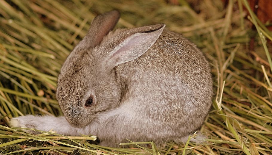 photo of brown rabbit, gray, cute, small, animal themes, mammal HD wallpaper