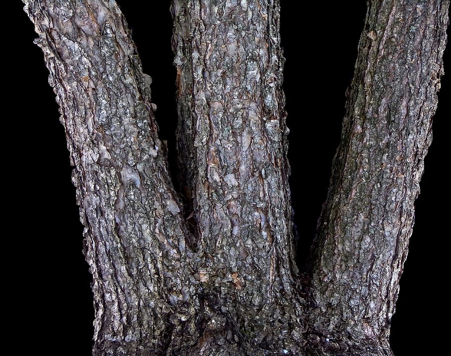 tree, bark, trunk, wood, nature, texture, grain, rough, surface HD wallpaper