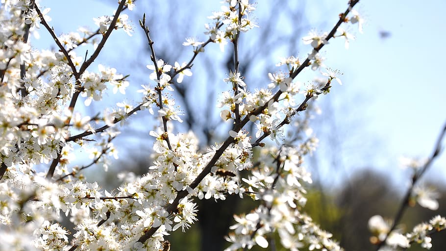 spring, meadow, sunshine, flowering tree, plant, flowering plant HD wallpaper