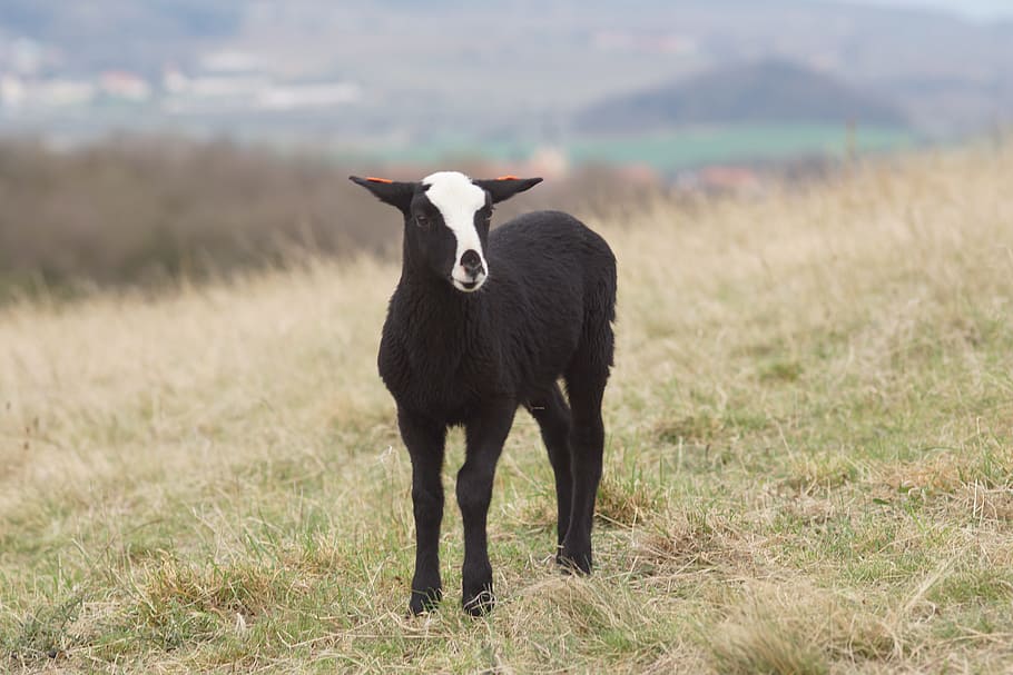 Lamb, Spring, Feast, Meadow, Animal, bohemia, české středohoří HD wallpaper