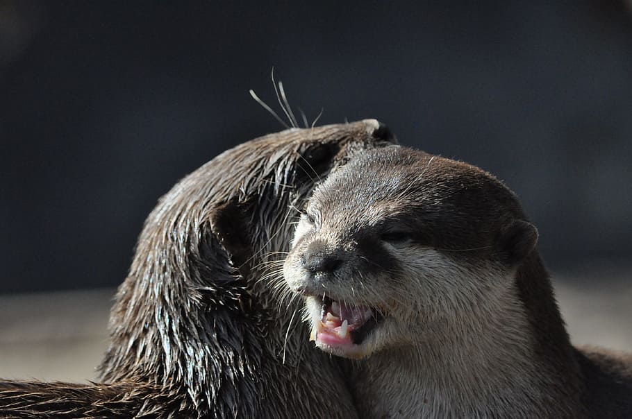 Otter, Zoo, animal, mammal, wildlife, cute, fur, nature, brown HD wallpaper
