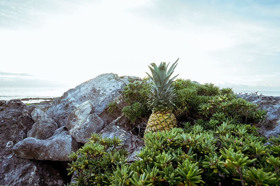 sea, landscape, nature, sky, beach, daylight, fruit, ocean, outdoors HD wallpaper