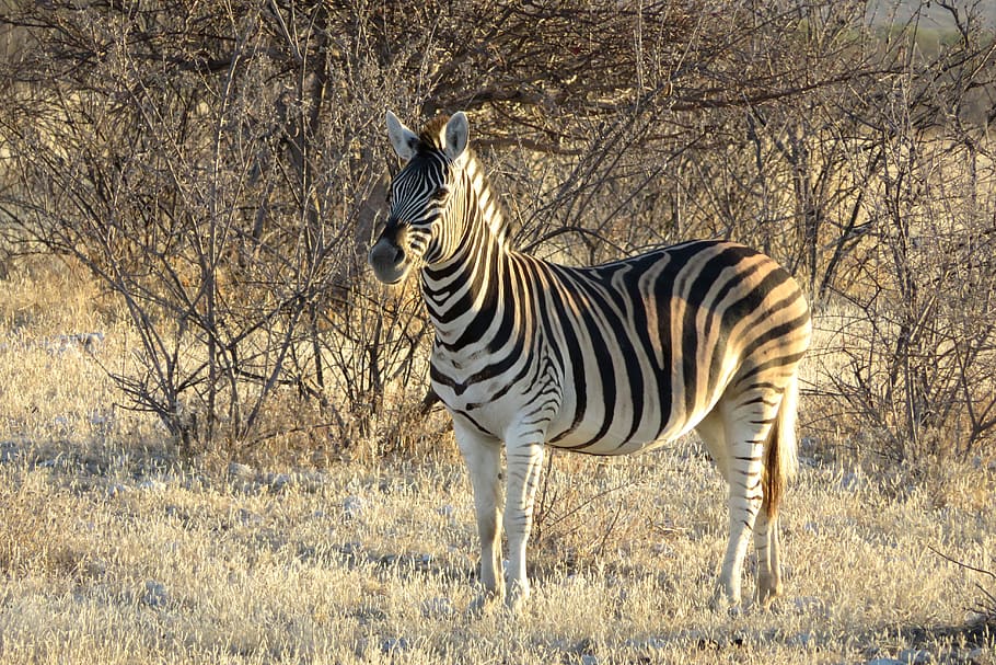 zebra, africa, animal, portrait, light, sunset, horse, striped HD wallpaper