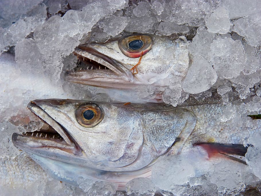 maira, hake, fish, ice, food, freshness, seafood, raw Food HD wallpaper