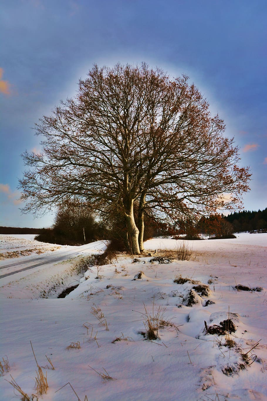 wintry, winter mood, tree, snowy, winter magic, cold, frosty HD wallpaper