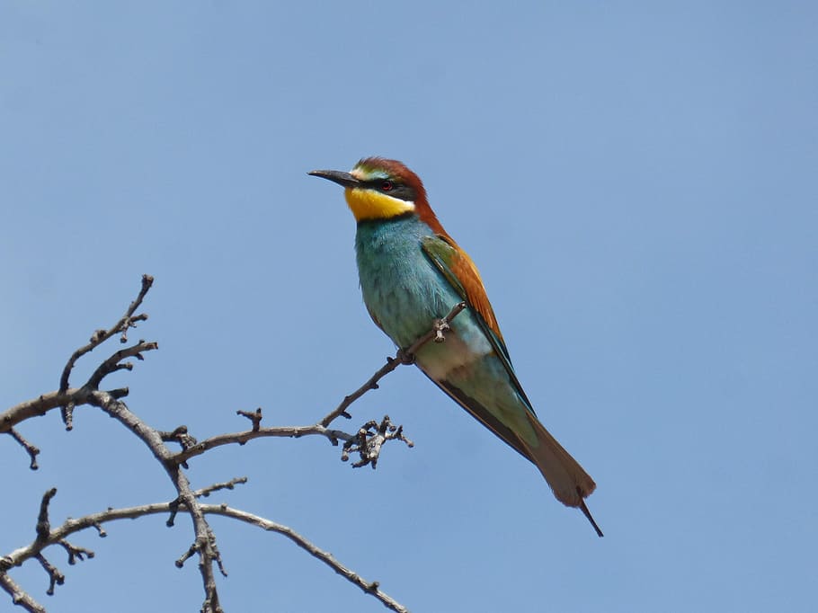 bee-eater, abellerol, bird, merops apiaster, branch, almond tree HD wallpaper
