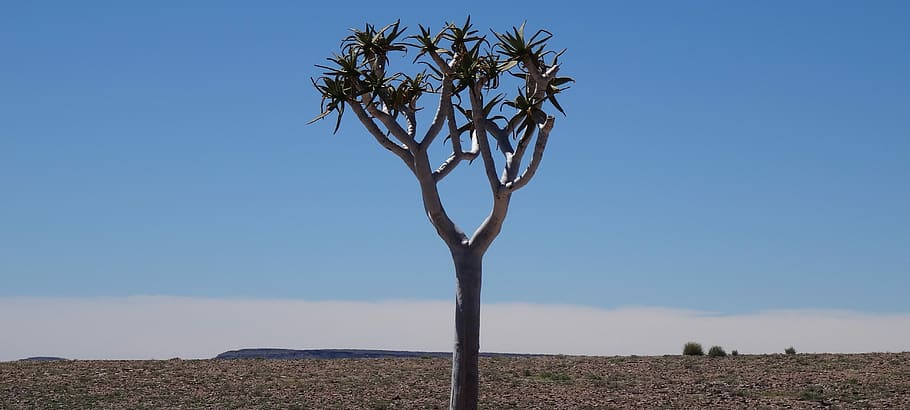 Quiver Tree, Namibia, Fish River, Desert, africa, landscape HD wallpaper
