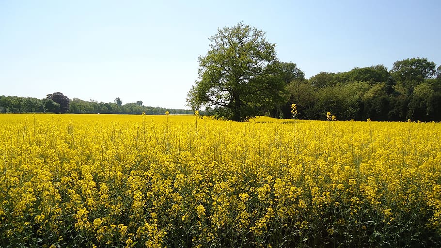 field of rapeseeds, yellow, renewable energy, oilseed rape, HD wallpaper
