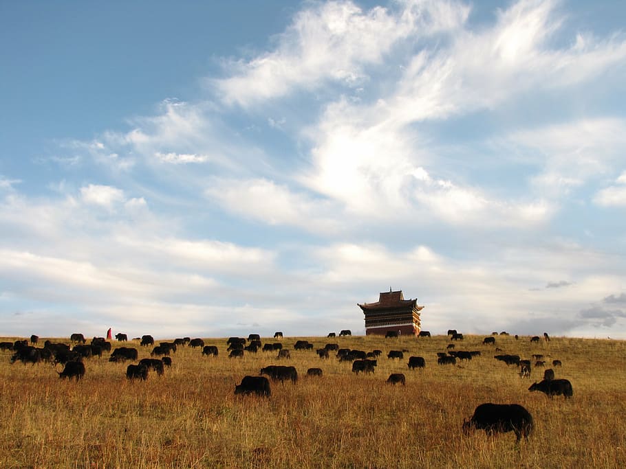 blue sky, herd, artistic conception, cloud - sky, large group of animals HD wallpaper