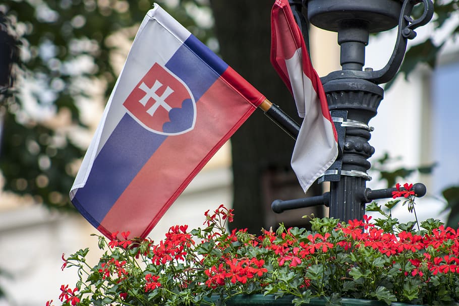 flag, slovakia, spring, slovak flag, plant, flower, flowering plant HD wallpaper