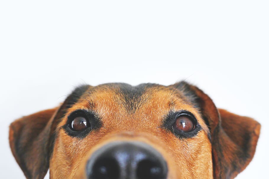dog, pet, cute, eyes, adorable, blur, breed, close-up, ears, face, HD wallpaper