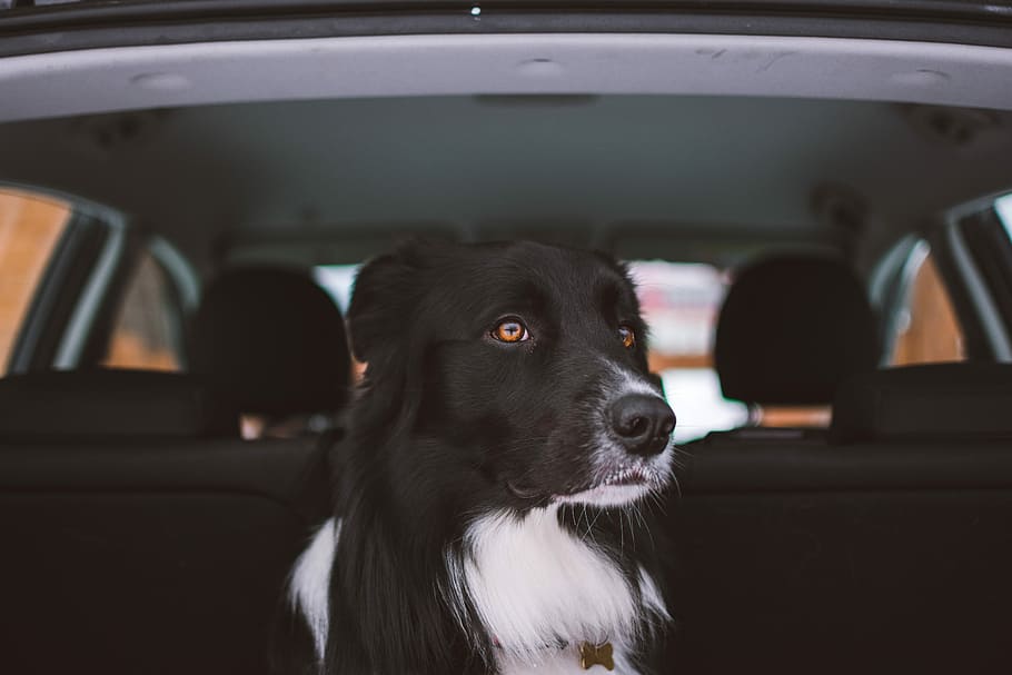 adult black and white collie sitting at the back of car, border collie sitting inside the vehicle at daytime, HD wallpaper