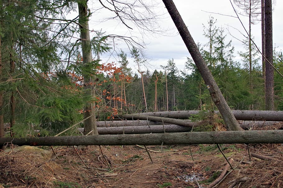 obstacle, tree, nature, landscape, way, forest, lets go, travel HD wallpaper