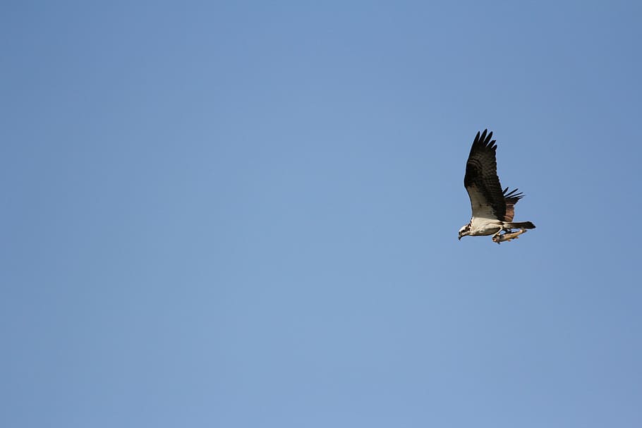 osprey, talons, hunter, raptor, nature, fishing, motion, animal HD wallpaper