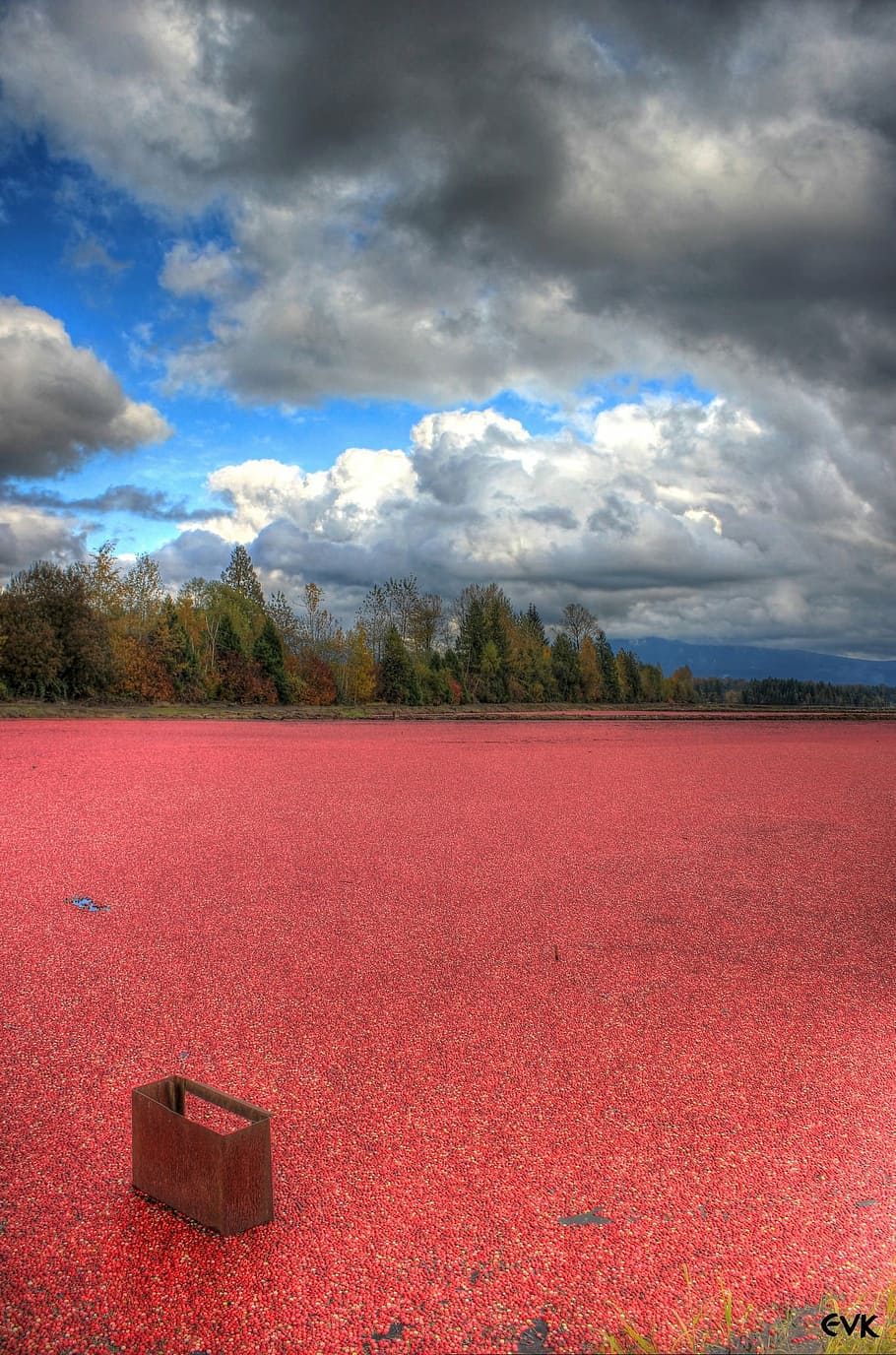cranberries, field, farm, clouds, blue, nature, landscape, cloud - sky HD wallpaper