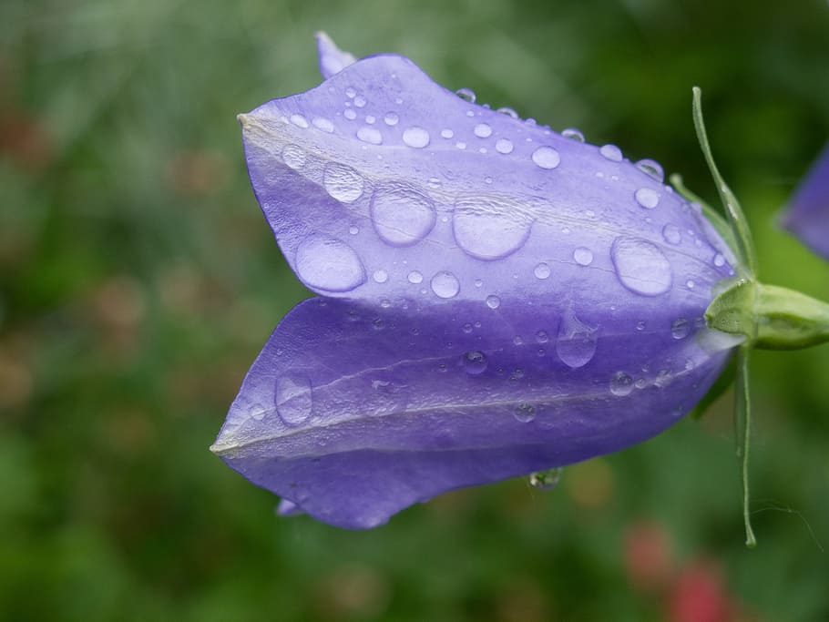 flower, forever, nature, rosa, water, drops, blue, purple, wet HD wallpaper