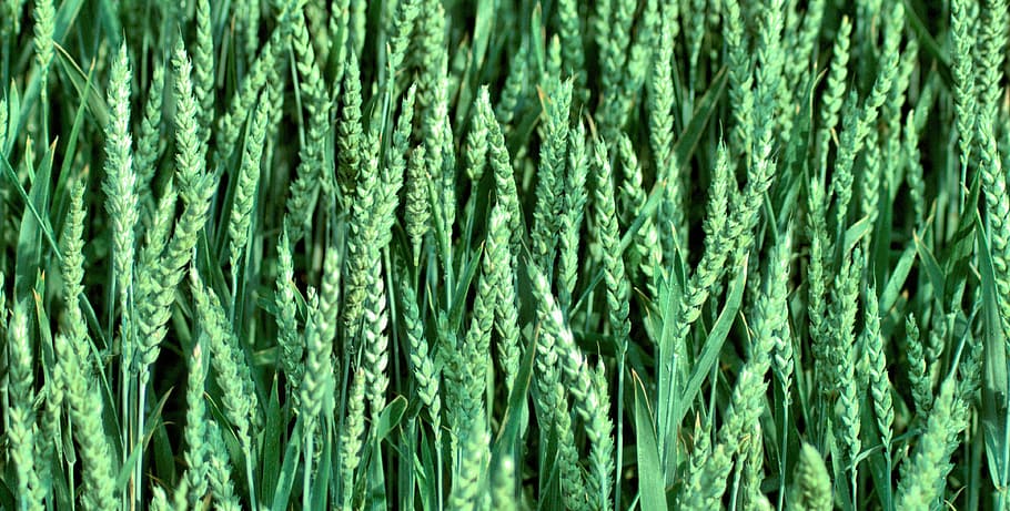 Corn, Green, Field, Nature, Agriculture, village, landscape HD wallpaper