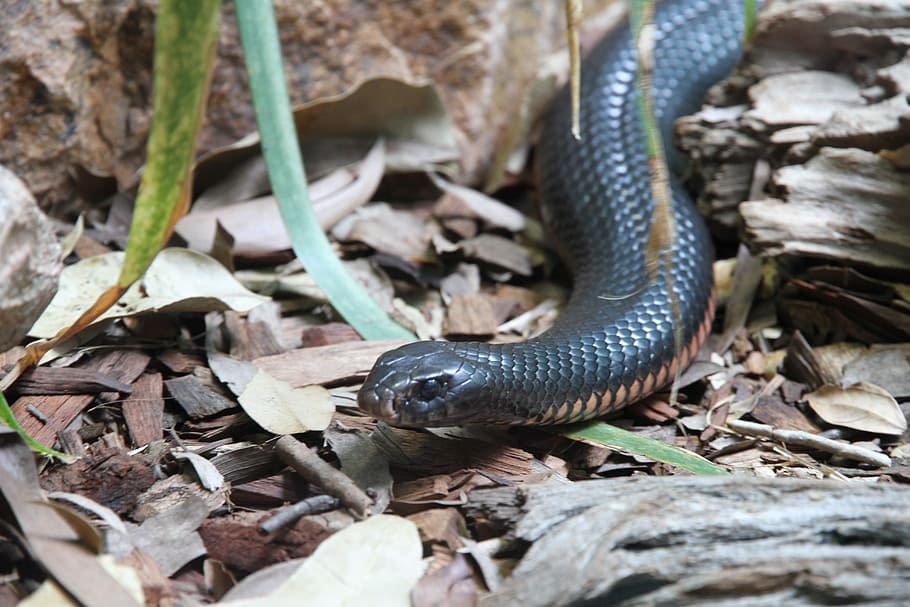 black snake, Inland Taipan, Animal, threatening, animal world, HD wallpaper