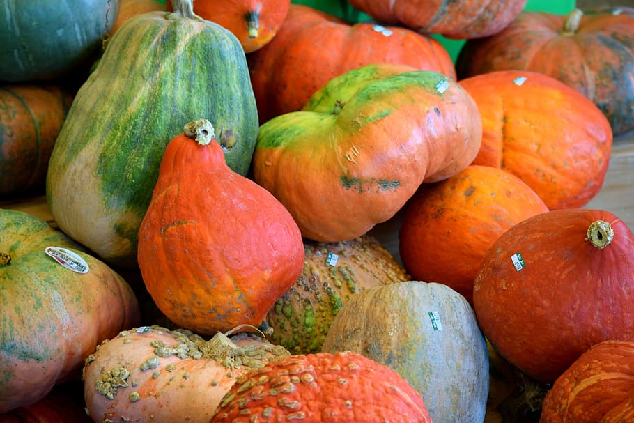 pumpkins, vegetable, food, orange color, autumn, harvest, fall, HD wallpaper