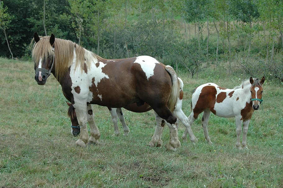 horse, field, animals, domestic, domestic animals, pets, livestock HD wallpaper