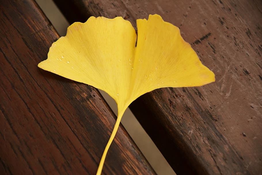 shallow focus of yellow leaf, ginkgo, ginkgo leaf, autumn, welkes sheet, HD wallpaper