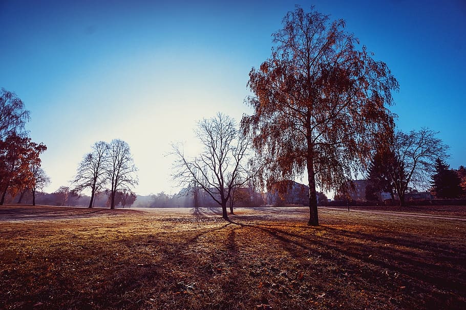 trees, plant, landscape, fall, autumn, sunny, day, blue, sky HD wallpaper