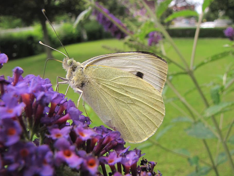 insect, summer lilac, purple, flower, flater, butterfly, white ling