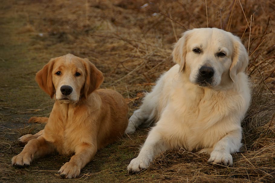 dog, retriever, golden retriever, fur, pet, animal portrait, HD wallpaper