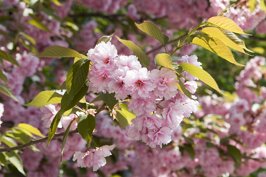 cherry, tree, flower, nature, spring, pink, flowering plant HD wallpaper
