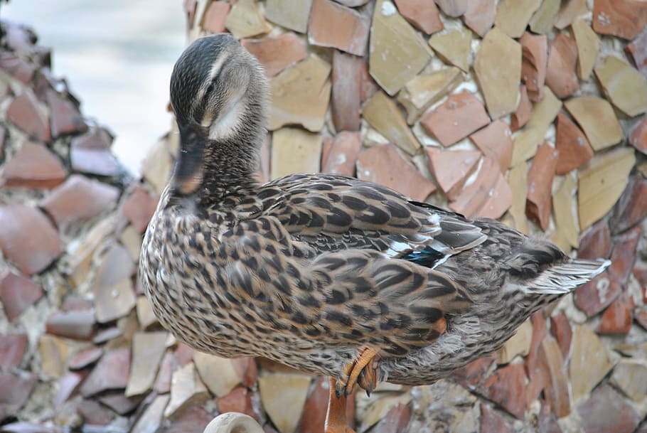 duck, ducks, volatile, macro, bird, animal, vertebrate, animal themes HD wallpaper