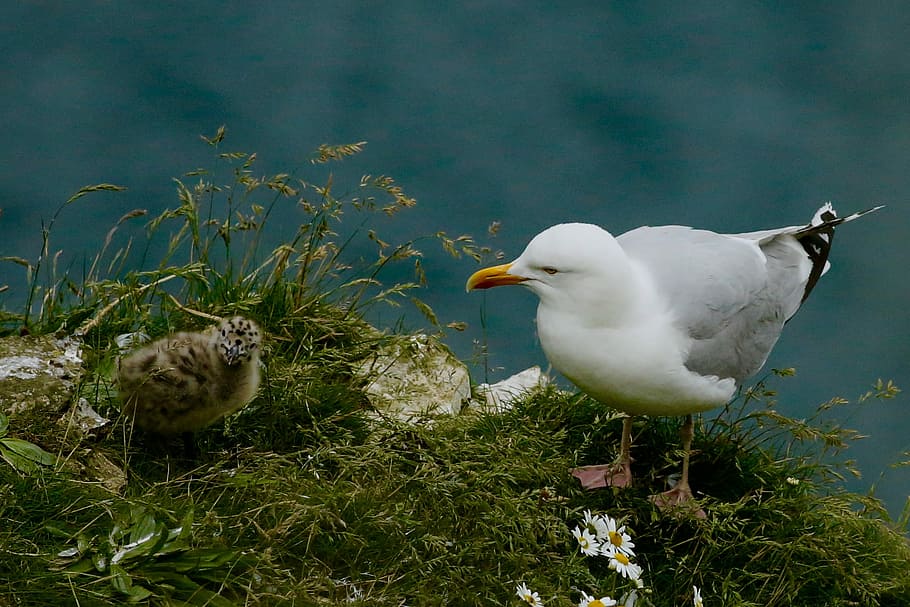 seagull on grass field, white sea gull on green grass, bird, coast HD wallpaper