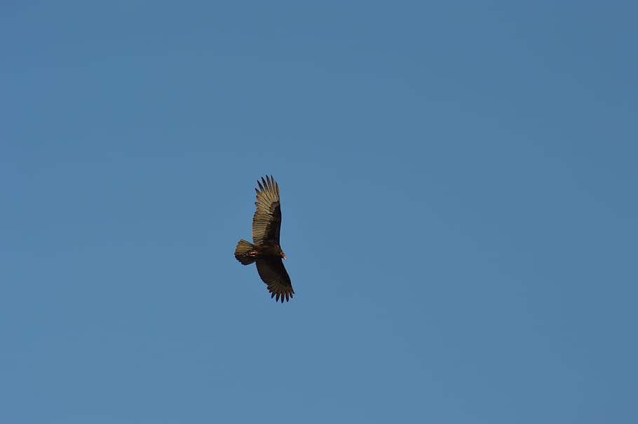 Turkey Buzzard, Bird, Flying, bird flying, wings, feather, wildlife