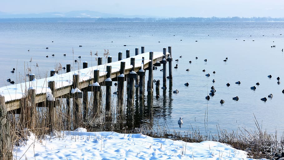 winter, snow, web, boardwalk, lake, waters, ducks, pier, wintry HD wallpaper