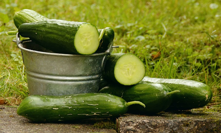 green cucumbers on gray stainless steel bucket, garden, harvest, HD wallpaper