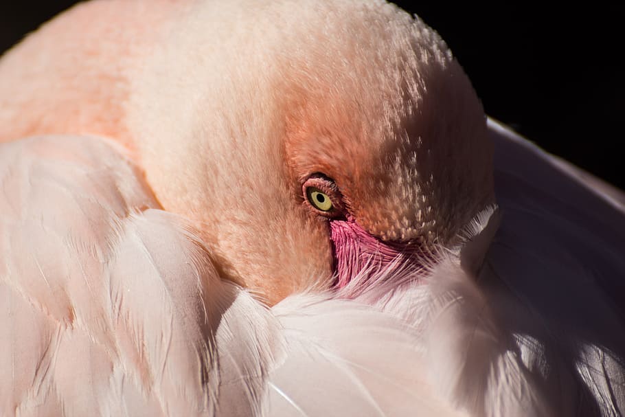 closeup photo of lesser flamingo, zoo, nature, water bird, animal