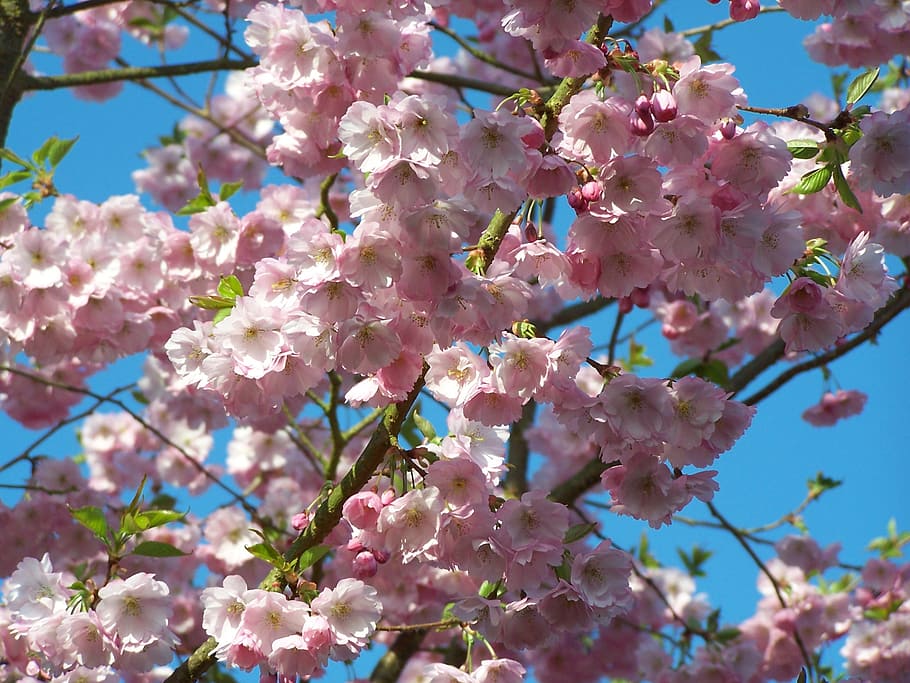 Cherry Tree, Blossom, Nature, beautiful, summer, sunny, flower HD wallpaper