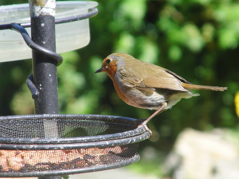 robin, feeder, bird, garden, feeding, redbreast, beak, animal themes HD wallpaper