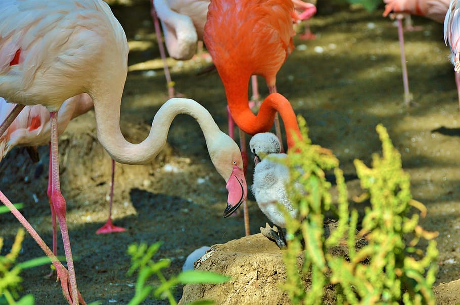 flamingo, bird, pink, bill, plumage, feather, birds, animal HD wallpaper