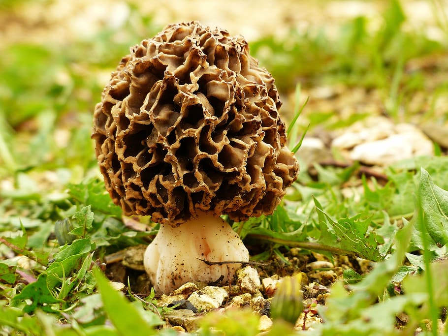 brown and white mushroom in macro photography, morel, speisemorchel, HD wallpaper