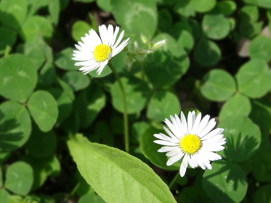 flowers, daisies, green, flowering plant, freshness, vulnerability HD wallpaper