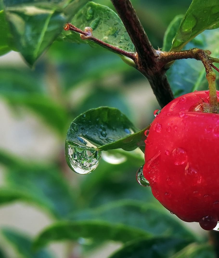 drops, rain drops, reflection, nature, leaf, colorful, fruit HD wallpaper