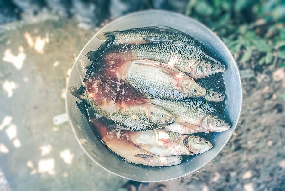 fish on stainless steel bucket, fish in gray wok selective focus photography HD wallpaper