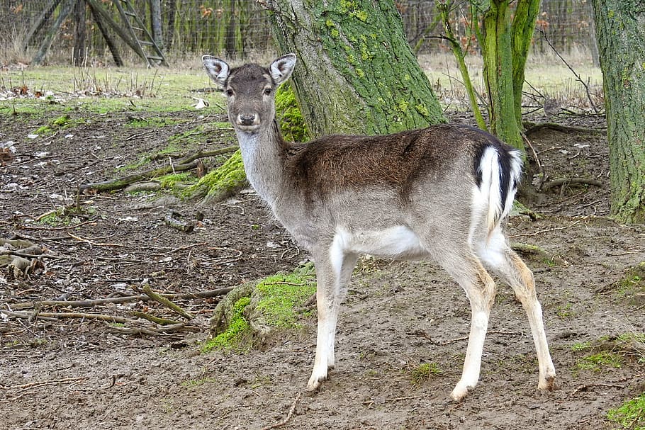 brown and white deer near tree, roe deer, forest, fallow deer HD wallpaper