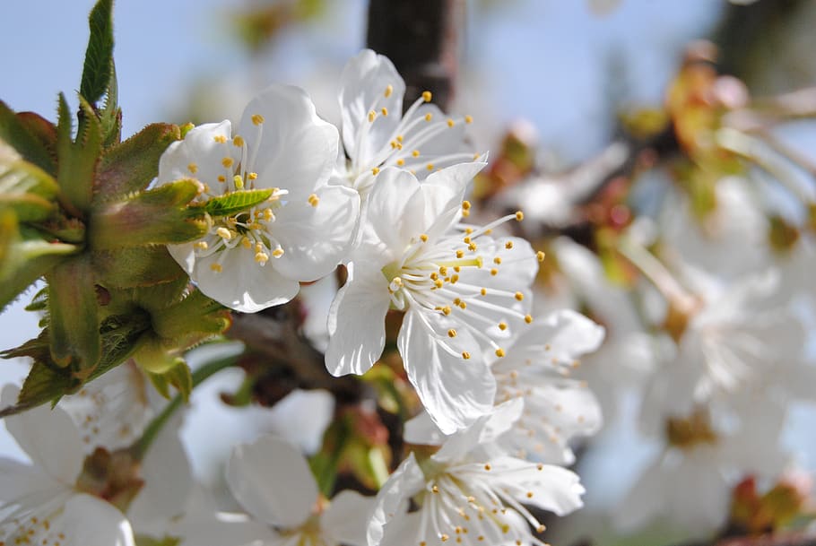 flower, spring, almond tree, white, flowering plant, growth HD wallpaper