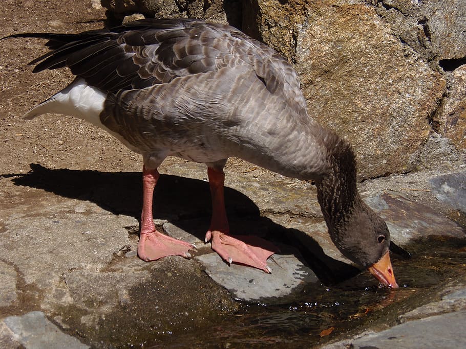 oca, goose, ave, drink, fauna, bird, animal, animal themes HD wallpaper